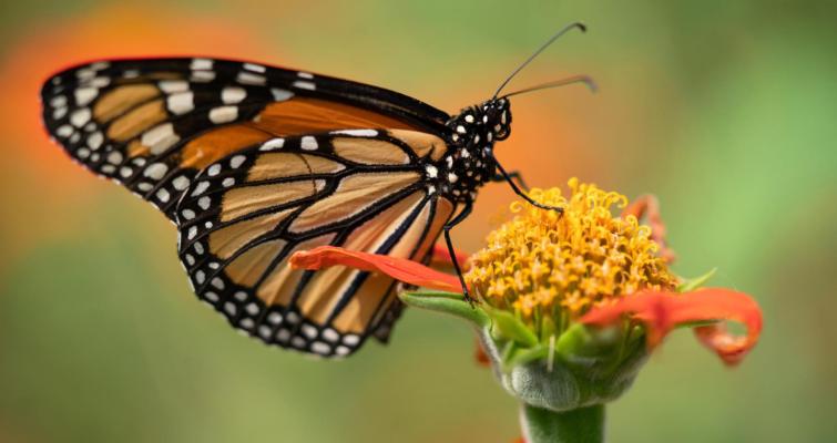 The monarch butterfly has been placed on the International Union for the Conservation of Nature’s Red List as endangered. Photo by Laura McKenzie
