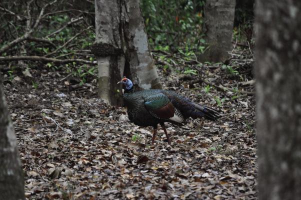 The Ocellated turkey is one of many rare and beautiful wildlife species encountered in Belize. Photo by Jeff Rice